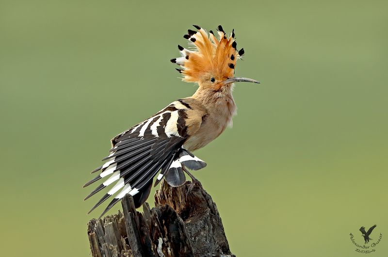 Боевой прикид.photo preview