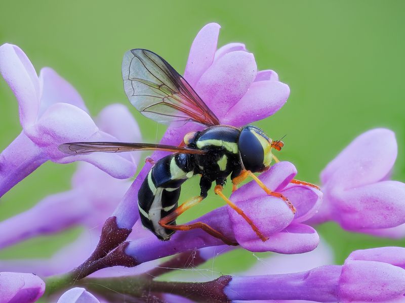 Сиреневое утро фото превью