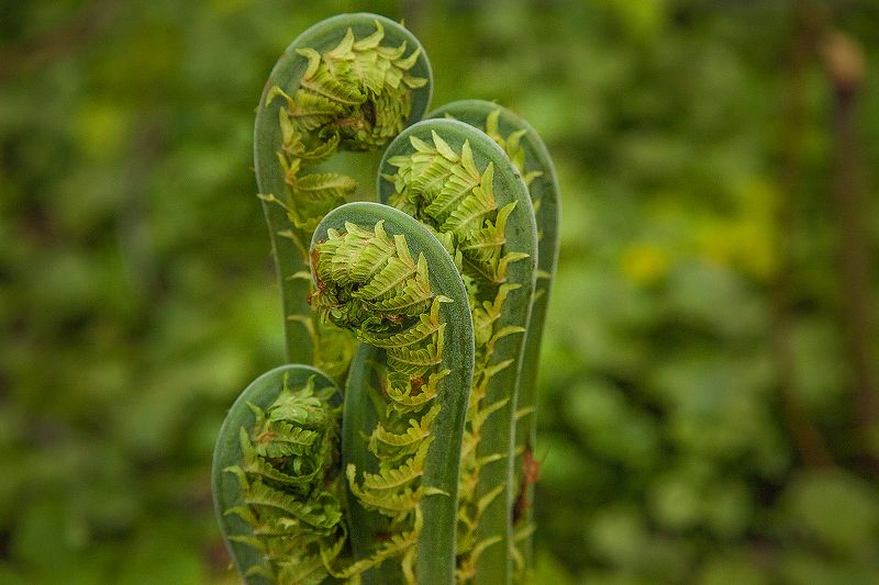 Рахисы чёрной травыphoto preview