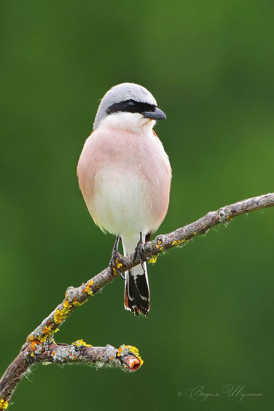 Обыкновенный жуланphoto preview