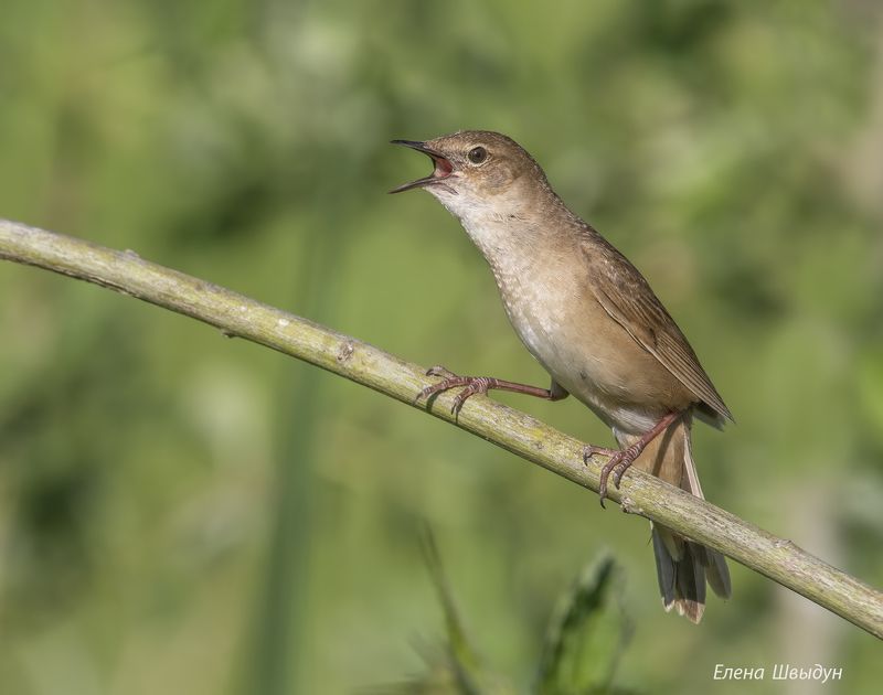 bird of prey, animal, birds, bird, animal wildlife, nature, animals in the wild, savi\\\'s warbler, птицы, птица, соловьиный сверчок Соловьиный сверчокphoto preview