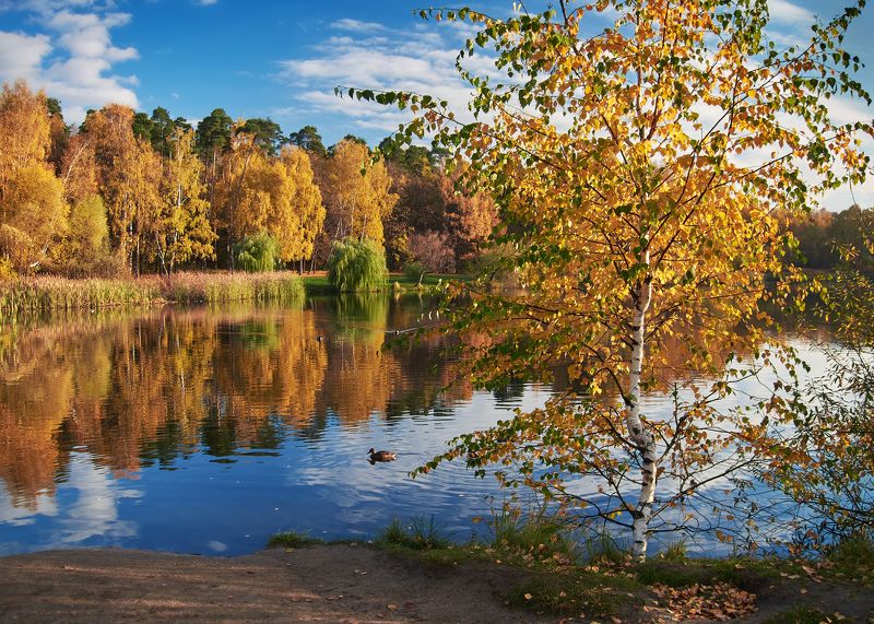 золотая осень, покровское-стрешнево Октябрьское утро фото превью