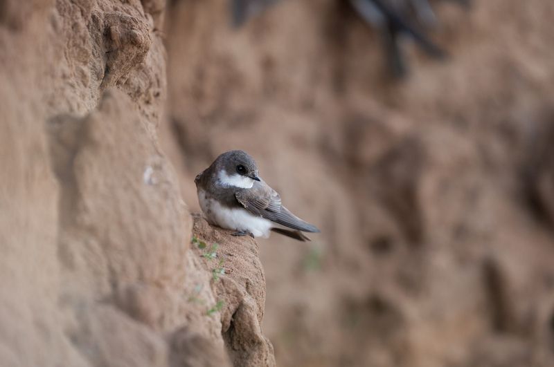 стриж, природа, птицы, животные, волга Береговушкаphoto preview