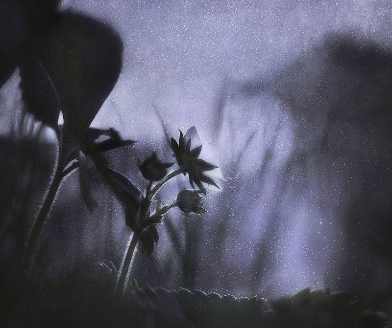 май, макро, цветение Под тихий шёпот майской ночиphoto preview