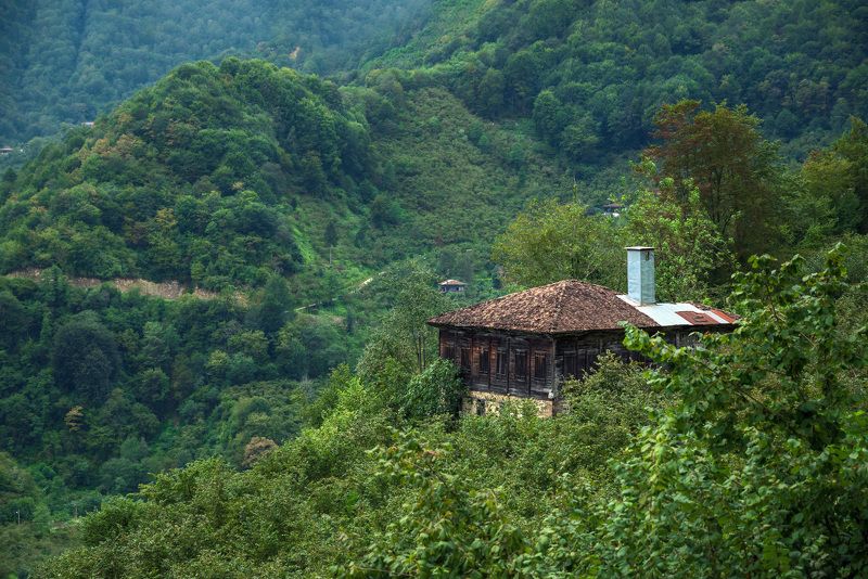 В окружении зелениphoto preview