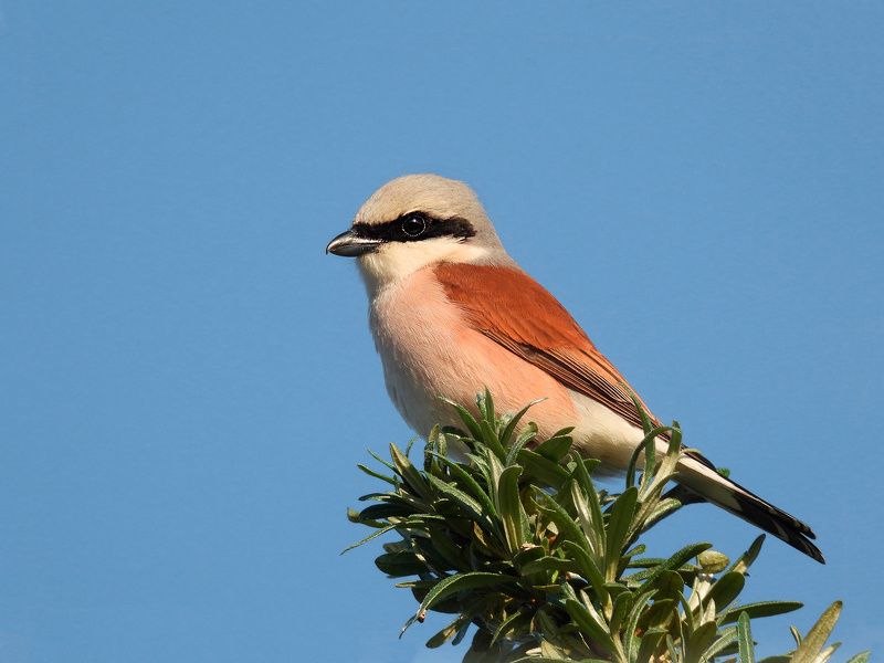 Сорокопут жуланphoto preview