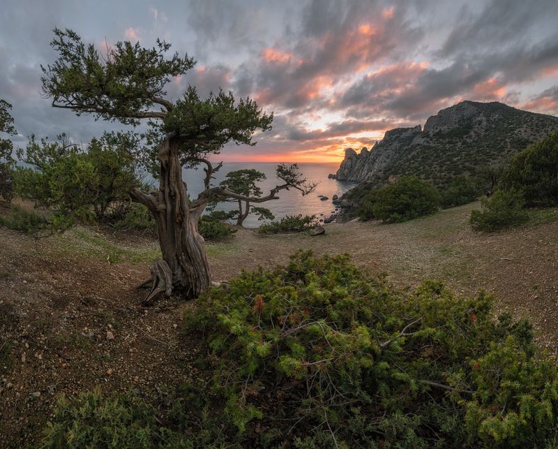 крым, новый свет, можжевельник, караул оба, вечер Сага о Новом светеphoto preview