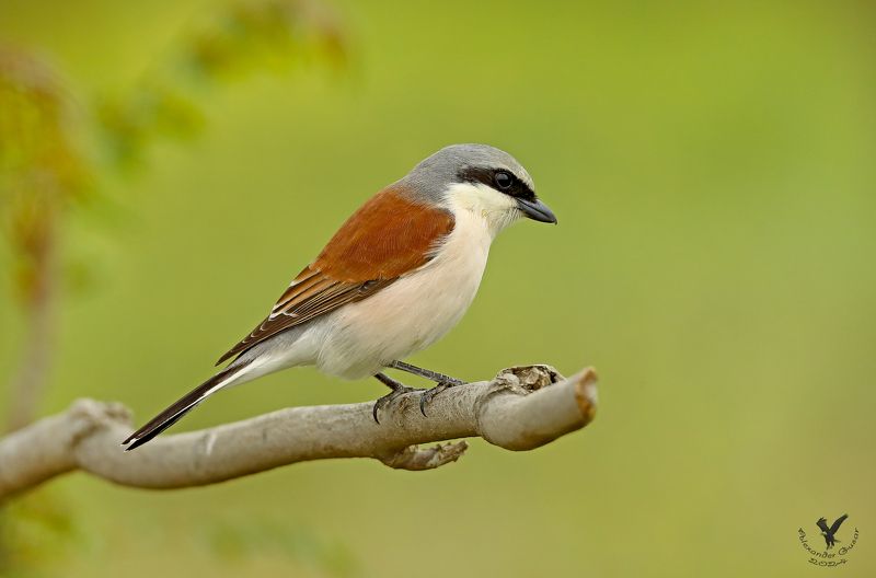 Жулан.photo preview