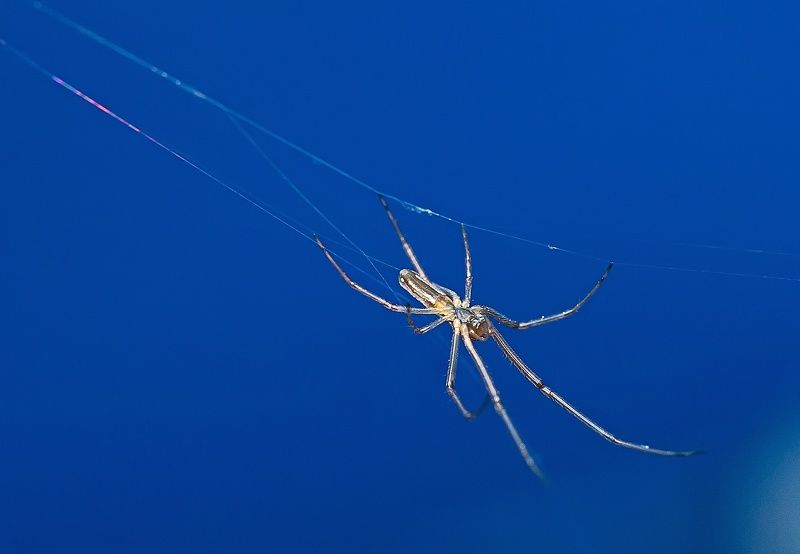 членистоногие, пауки, паук-вязальщик, макро Паук вязальщикphoto preview