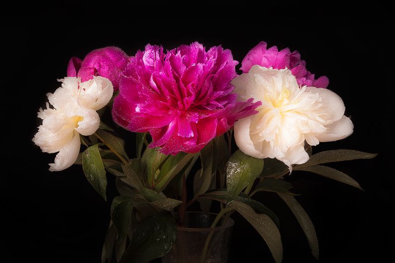 Сезон пионов открыт!photo preview