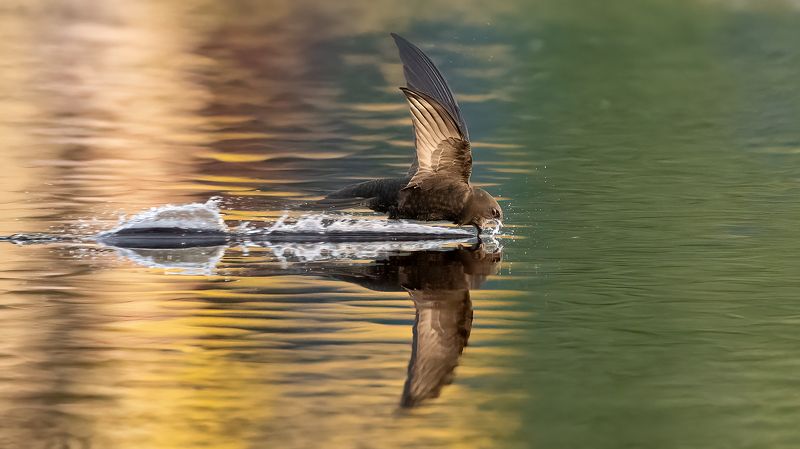 Стрижи.photo preview