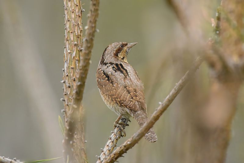 Вертишейкаphoto preview