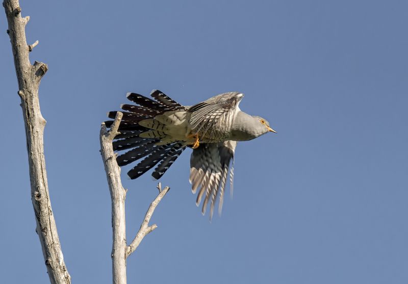 птица, кукушка, лес, Кукушка.photo preview