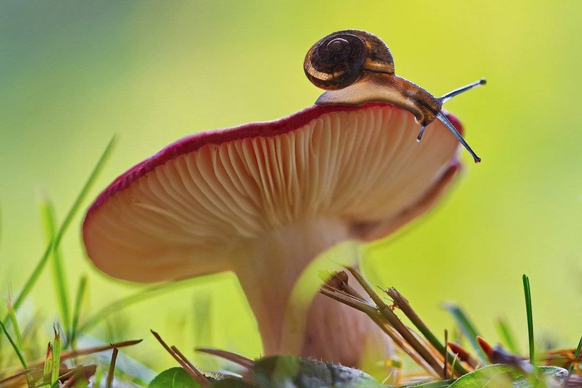 Грибы, Макро, Сыроежка, Улитка, Елена Соловьёва