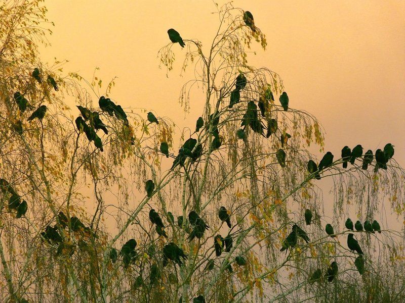 береза, грачи, закат, на ветвях, осень, поздняя осень, природа грачи улетеют, черные птицы черные птицы на фоне вечернего небаphoto preview