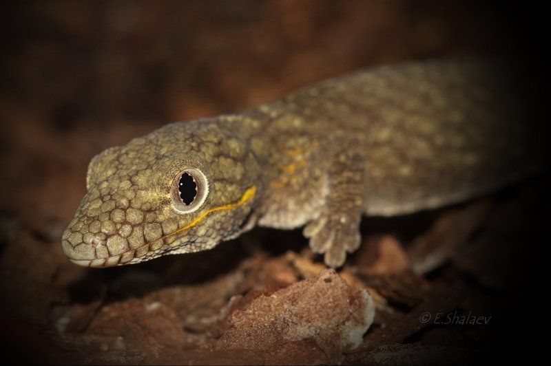 Eurydactylodes agricolae, Геккон, Рептилии, Эвридактилодес агриколя, Ящерица Живущие в ночи 3photo preview