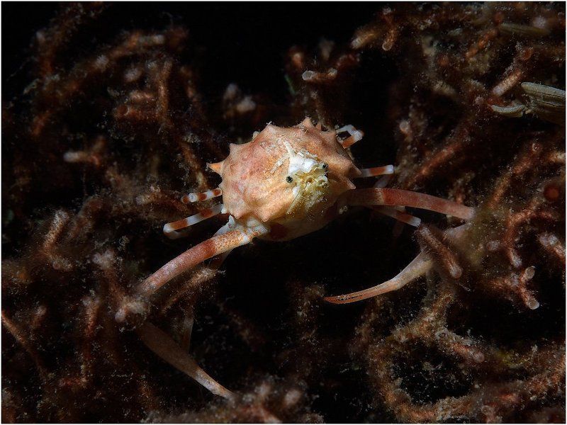 crab, Philippines, diving, underwater Crabphoto preview