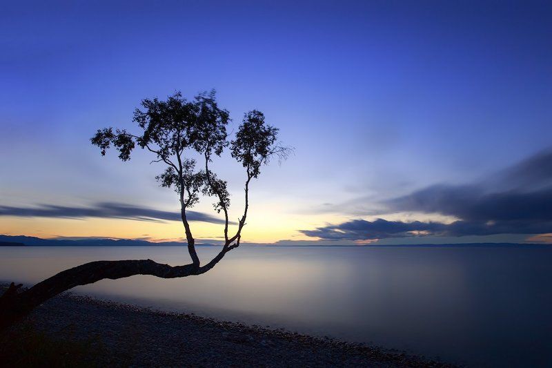 Байкал, Береза, Закат, Небо, Облака, Озеро Тянемся к закатуphoto preview