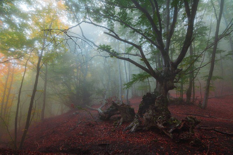 демерджи, крым ***photo preview