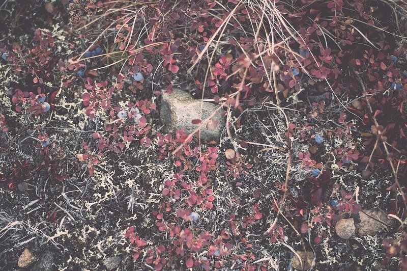 тундра, осень, Чукотка Под ногами октябрьphoto preview