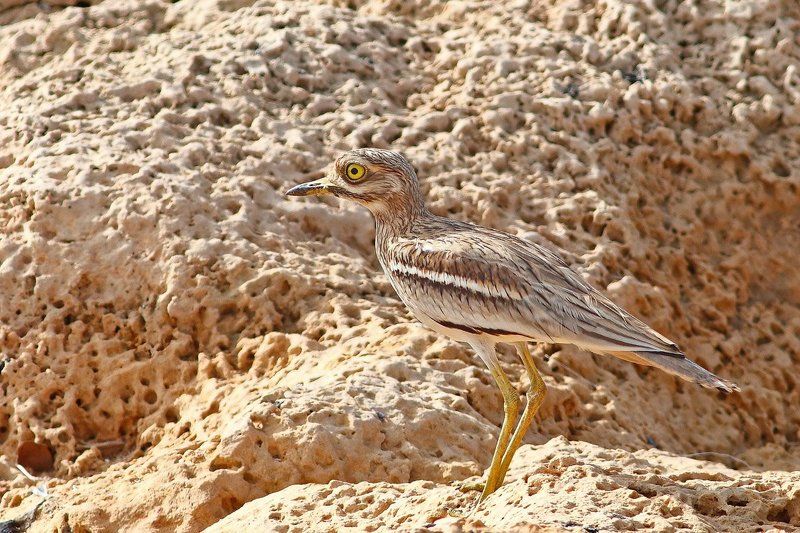 animals, birds, 7d, 400mm, животные, птицы, авдотка Обыкновенная авдотка (stone curlew)photo preview