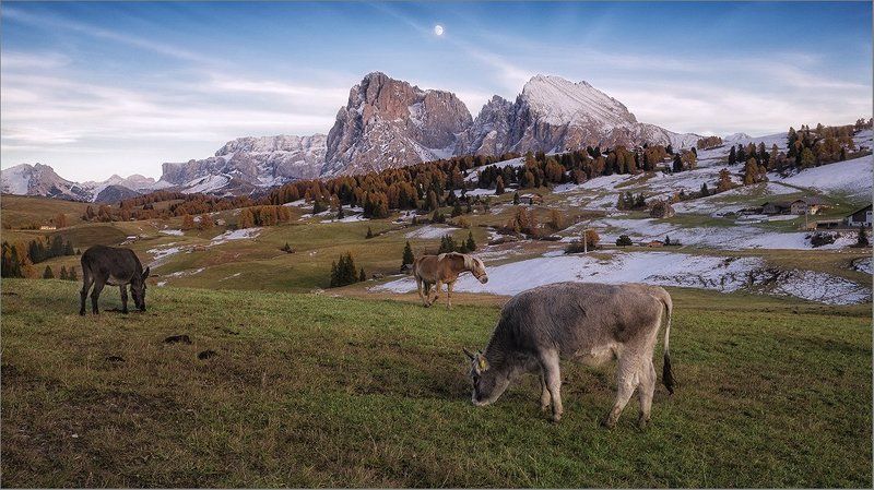 На альпийских лугахphoto preview