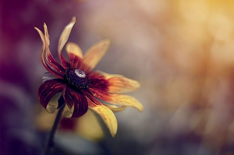 antrisolja,nature,macro,flower,color,beauty О не рассказанных историяхphoto preview