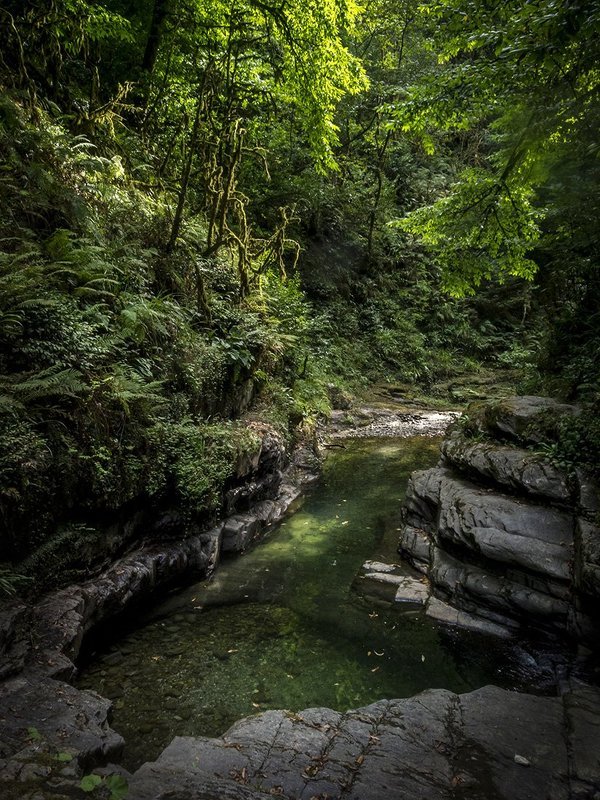 Вода, Лес, Лето Ручей Сванидзеphoto preview