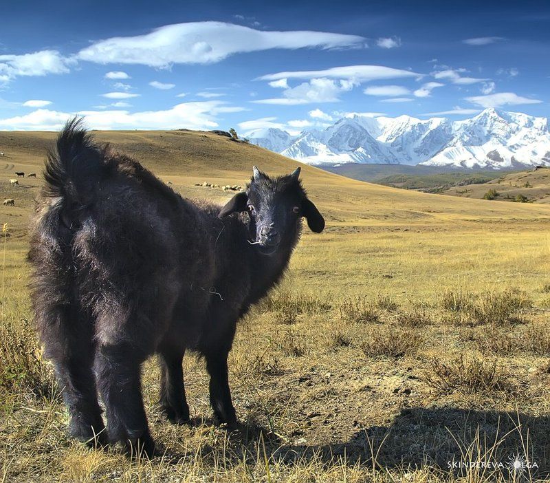 Горы, коза, Алтай, осень, вершины Не ожидалаphoto preview