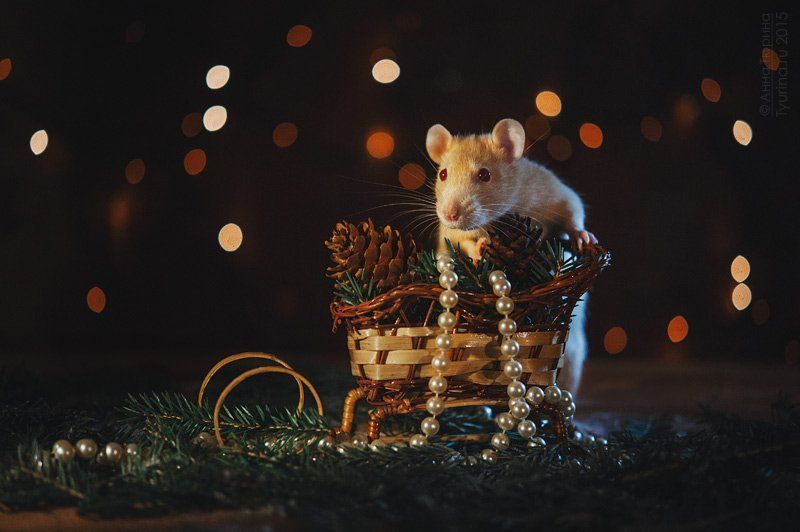 крыса Новогодняяphoto preview