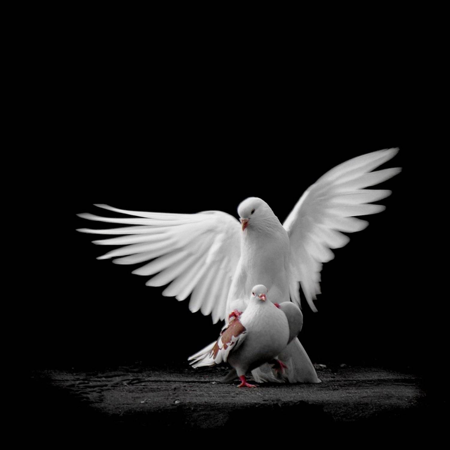 Peace and Love. Автор: andreaS , andreaS