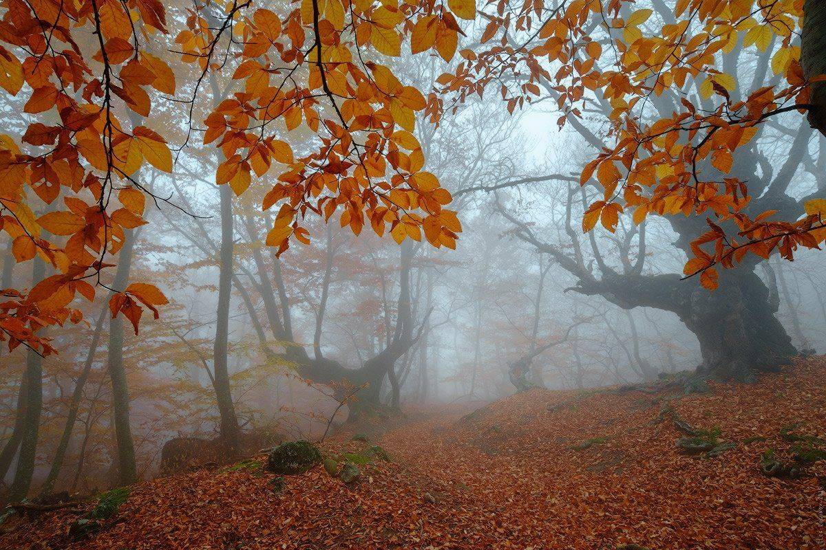 _. Автор: Олег Логунов Демерджи-яйла, Крым, Лес, Туман, Олег Логунов