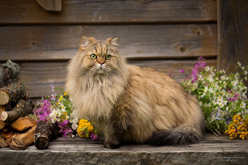 Дачникphoto preview