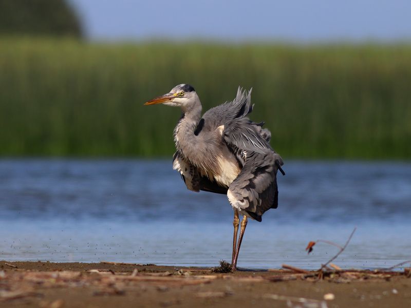 серая цапля, цапля, ardea cinerea, grey heron, heron, heron, куршская коса, куршский залив Ну сейчас я вам задам трёпку!photo preview