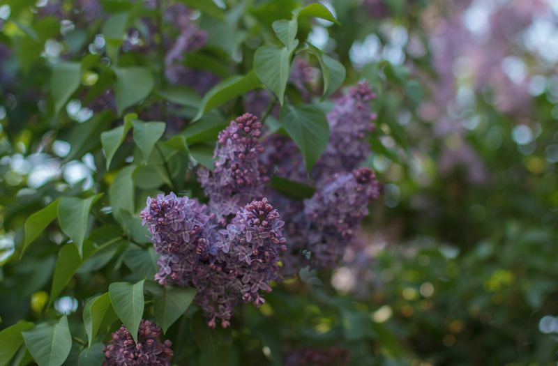 сирень, цветение, весна Погружение в сиреневый куст... фото превью