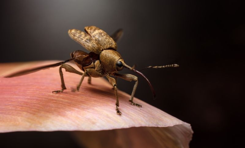 Слоник вылетает.photo preview