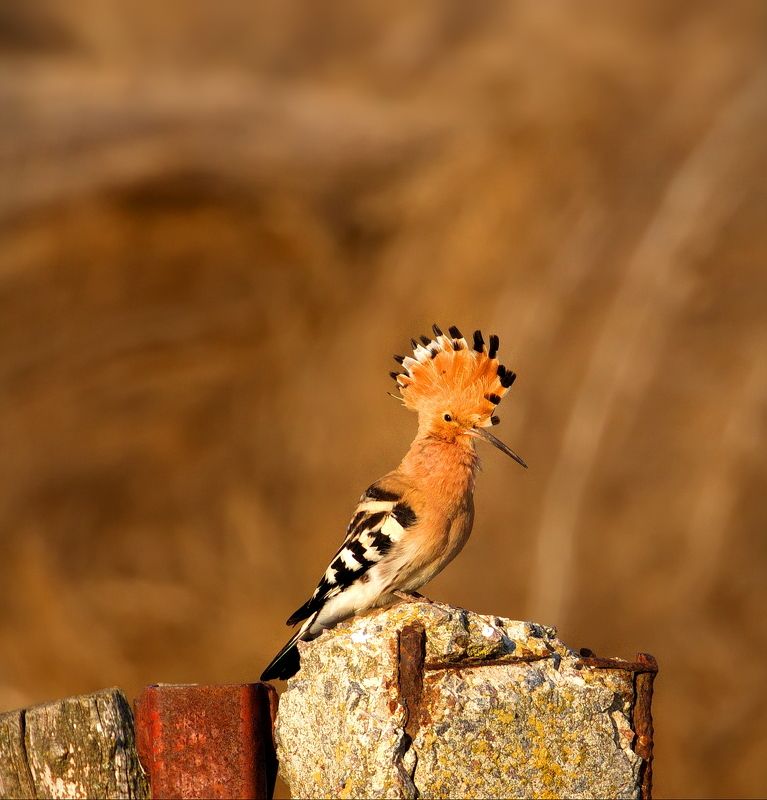 фотоохота,птицы, Удод( Upupa epops)photo preview