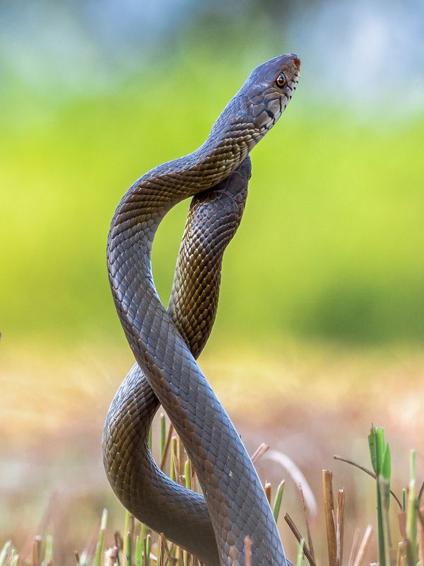 Infinity dancephoto preview