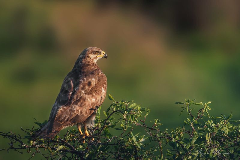 обыкновенный канюк Ни одна мышь не проскочитphoto preview