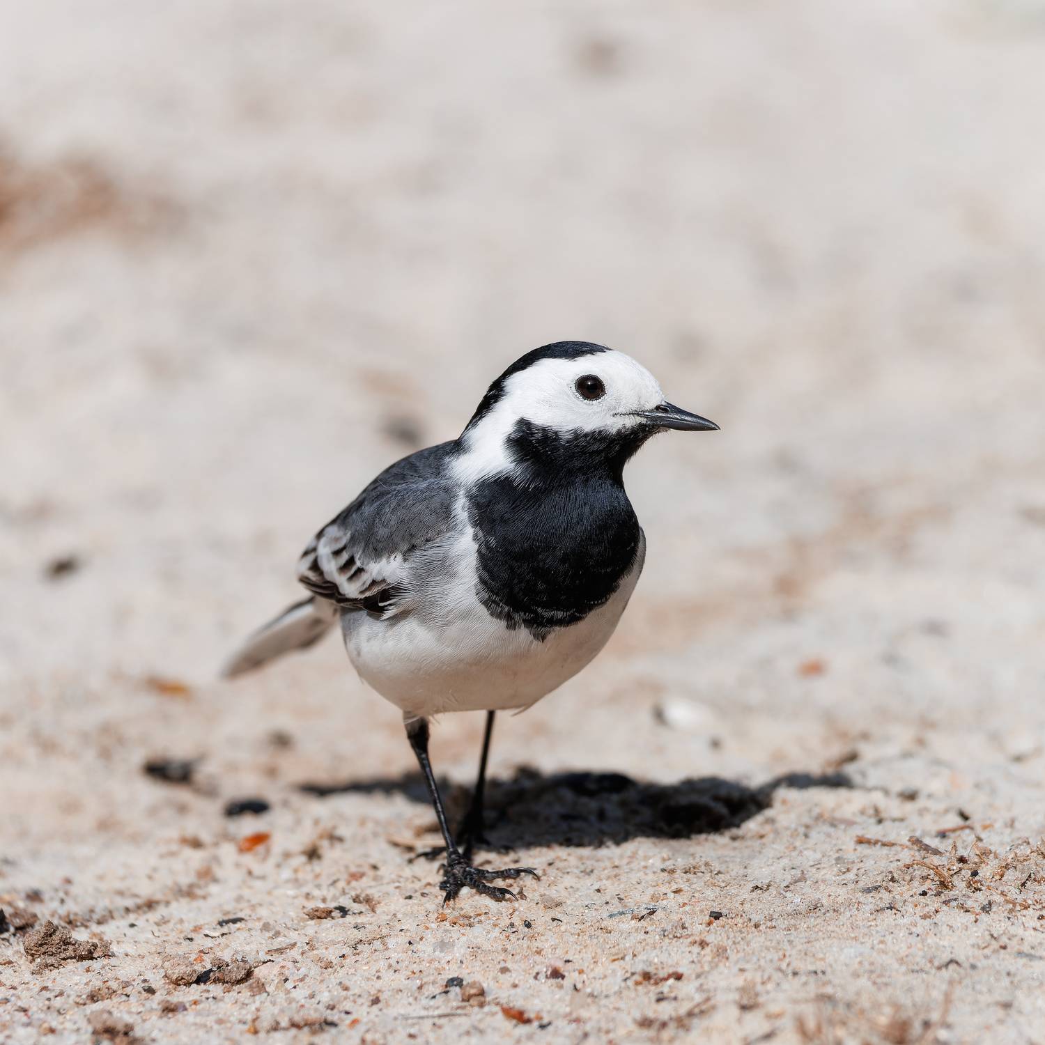 , Загруев Михаил