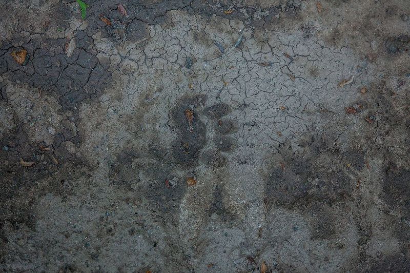 Следы будещего хозяина леса и каких-то пичутphoto preview