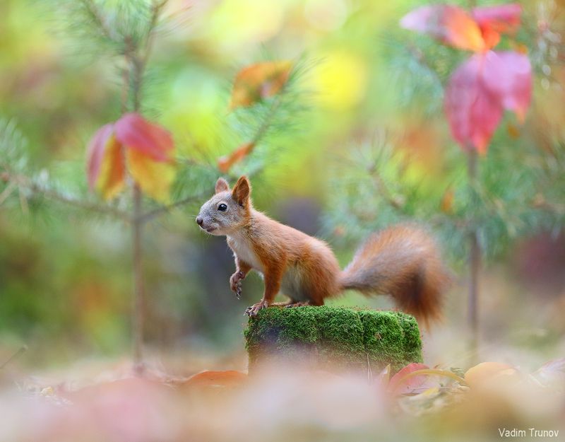 белка, squirrel Бельчонокphoto preview