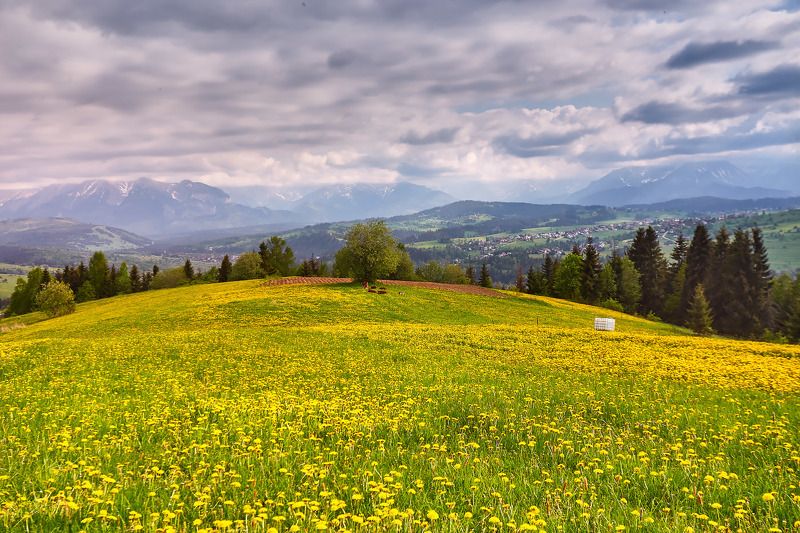 весна, горы, луга, май, облака, польша, поля, татры, цветы Майский лугphoto preview