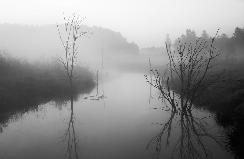 чб, пейзаж, утро, туман Сухиеphoto preview