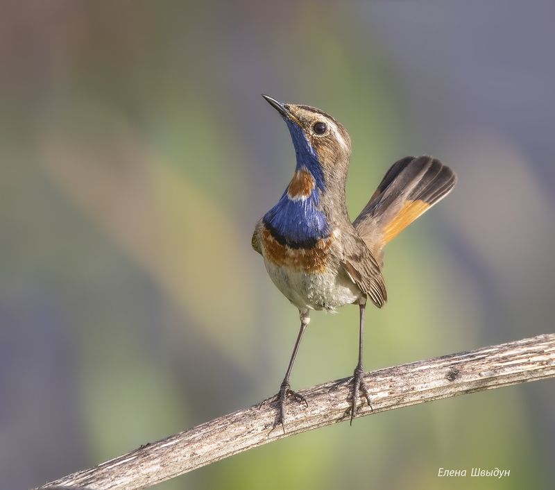 bird of prey, animal, birds, bird,  animal wildlife,  nature,  animals in the wild, blue throat, варакушка, птицы, птица Blue throatphoto preview