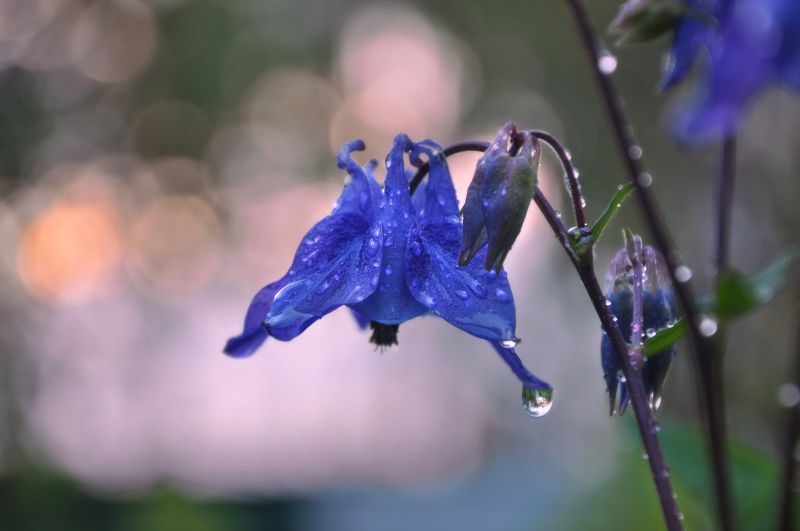 дождь, аквилегия, водосбор, цветы Провожая майphoto preview