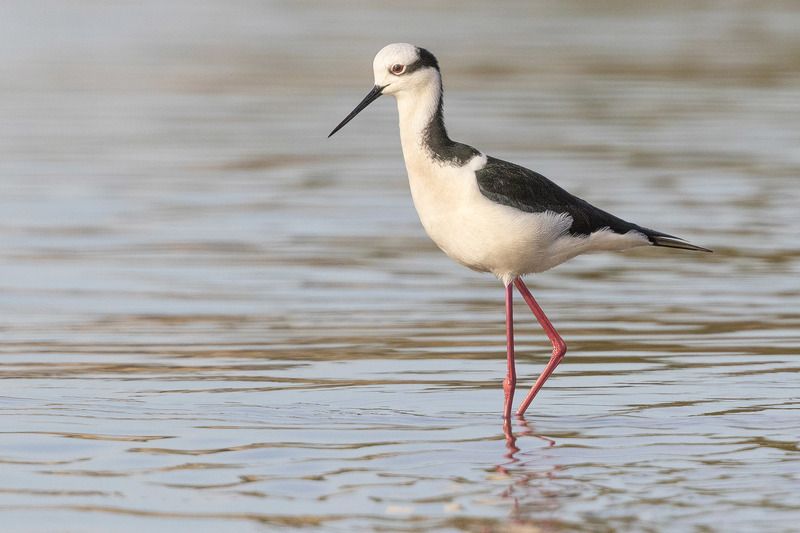 птицы, Уругвай ***photo preview