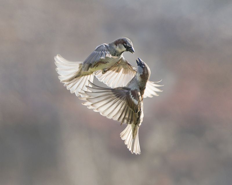 Воробьи - Lens and Feathersphoto preview