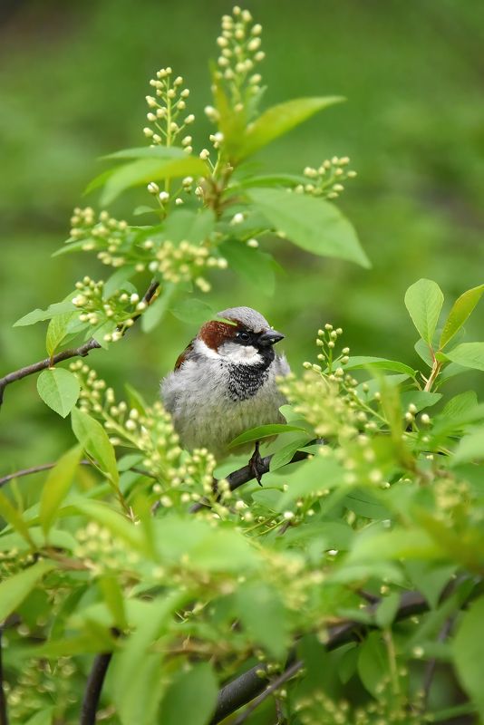 Композиция с воробушкомphoto preview