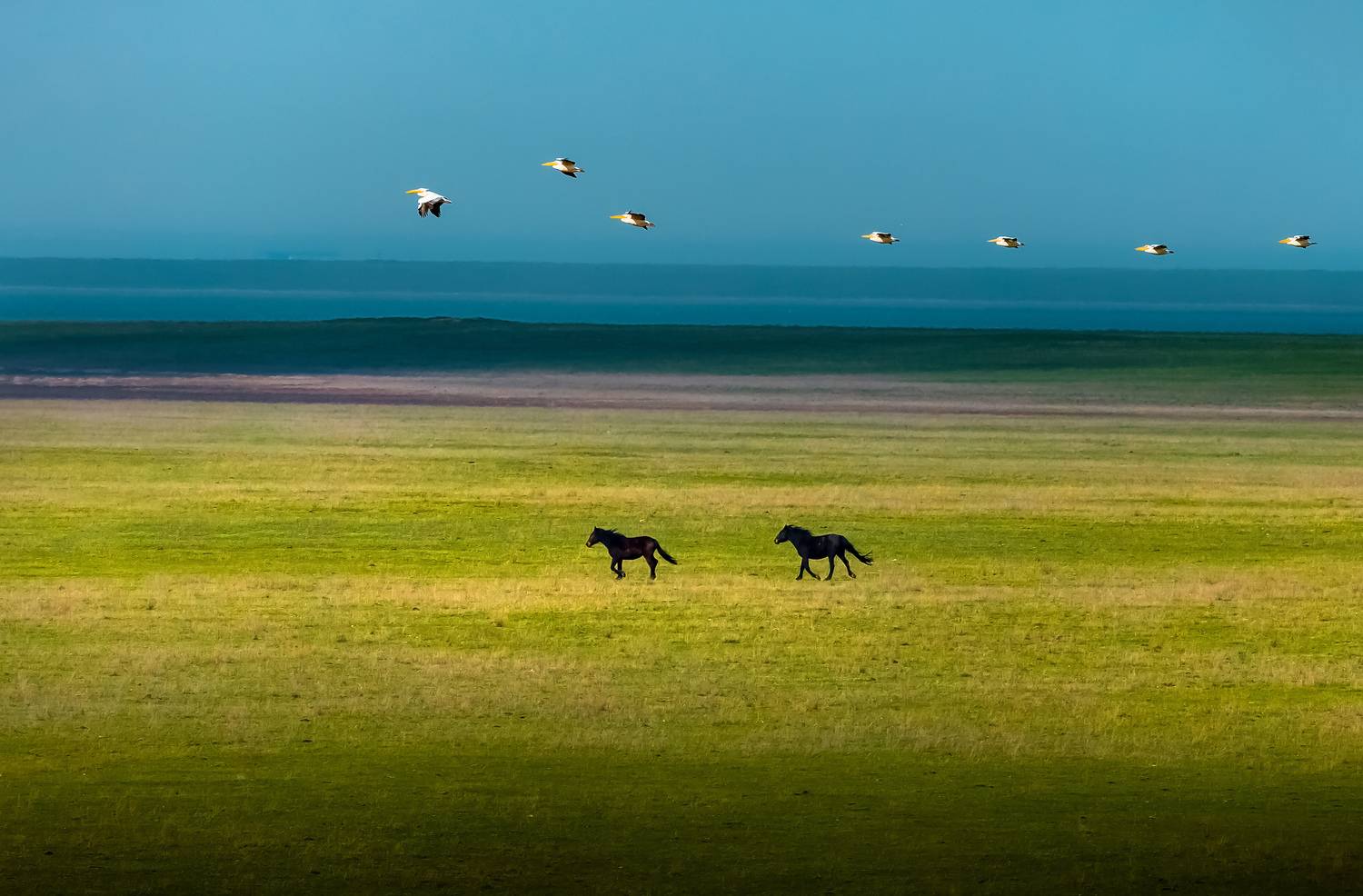 ставропольский край, открывая ставрополье, путешествие, природа, степь, трава, луг, лошади, пеликан, животные, птицы, полёт, бег,, Лашков Фёдор
